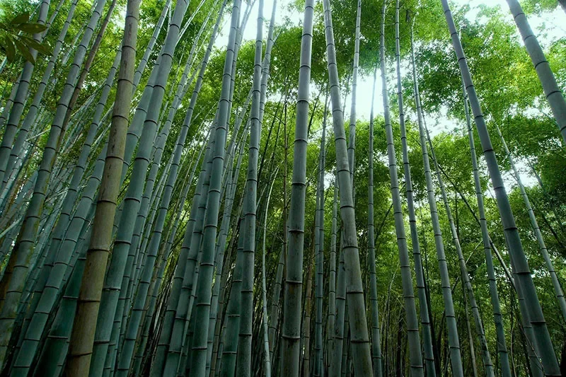 bamboo
